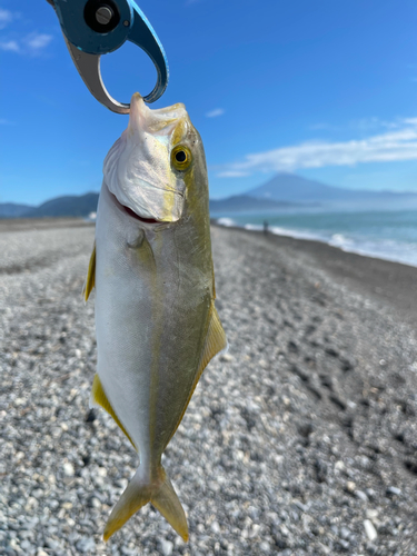 ショゴの釣果