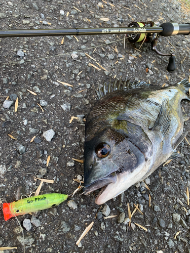 チヌの釣果