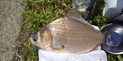 フナの釣果