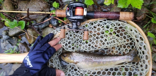 ブラウントラウトの釣果