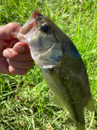 ラージマウスバスの釣果