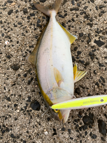 ショゴの釣果