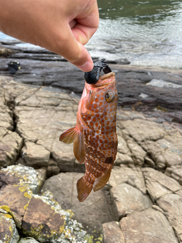 キジハタの釣果