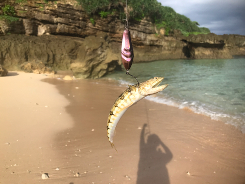 エソの釣果