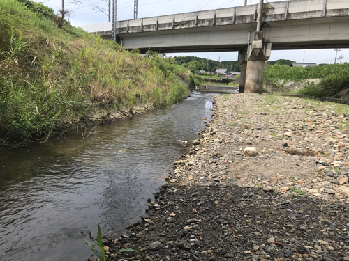 コアユの釣果