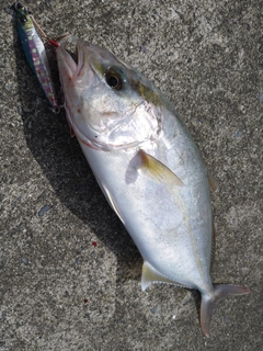 ショゴの釣果