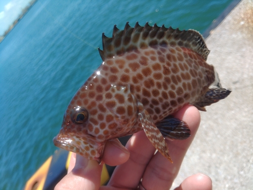 オオモンハタの釣果