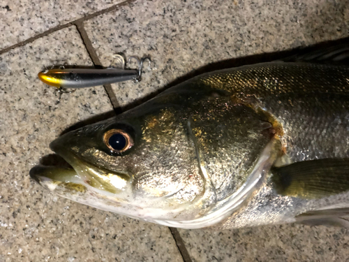 シーバスの釣果