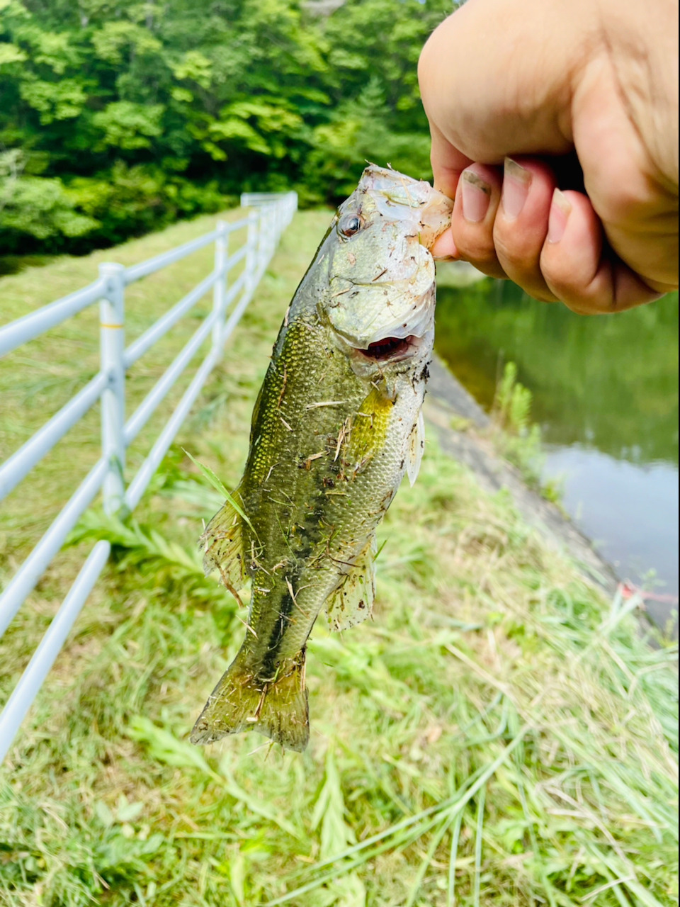 ブラックバス