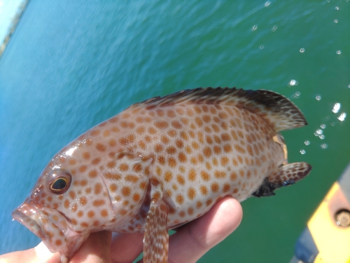 オオモンハタの釣果