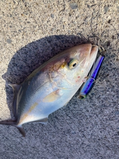 ショゴの釣果