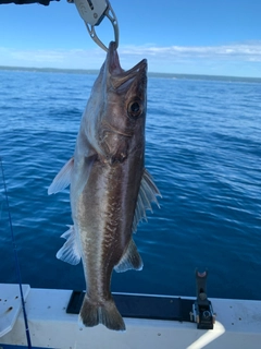 アラの釣果