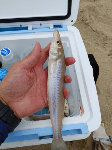 キスの釣果