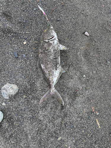 ショゴの釣果