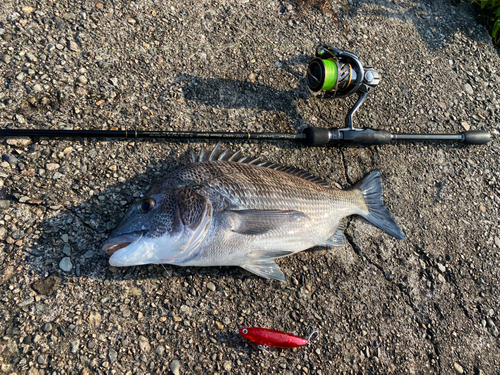 チヌの釣果