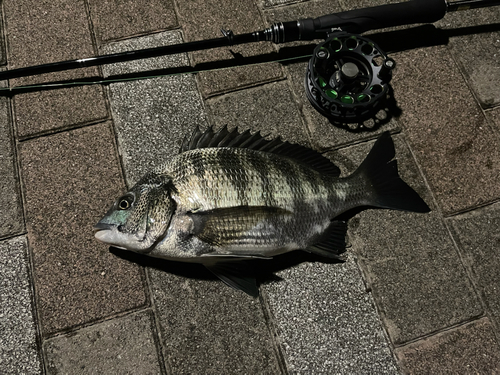 クロダイの釣果