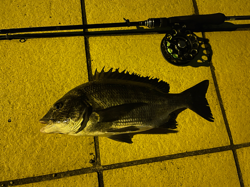 クロダイの釣果