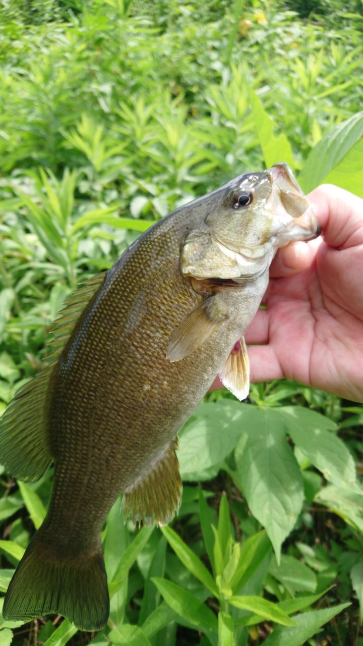 スモールマウスバス