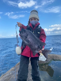 イシダイの釣果