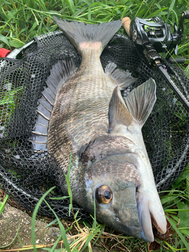 チヌの釣果