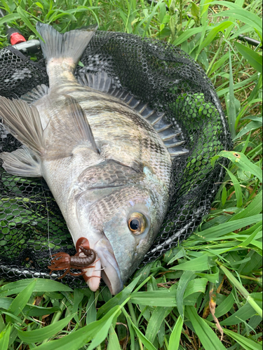 チヌの釣果