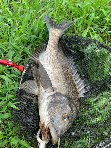 チヌの釣果