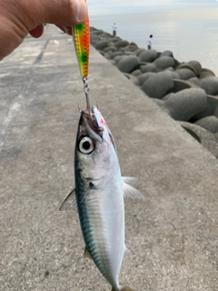 ゴマサバの釣果