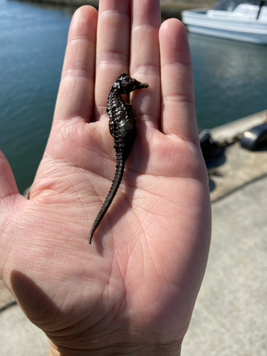 タツノオトシゴの釣果