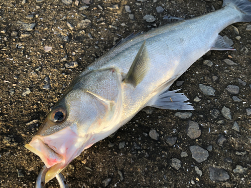 スズキの釣果