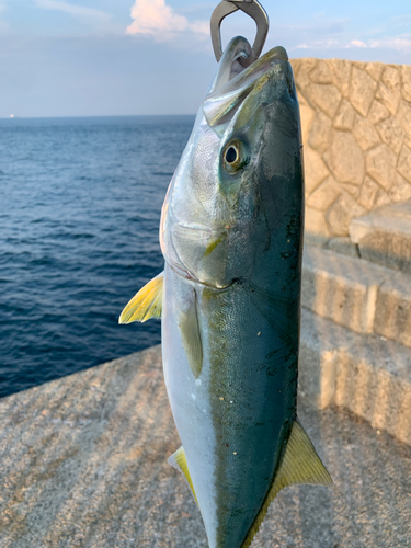 ハマチの釣果