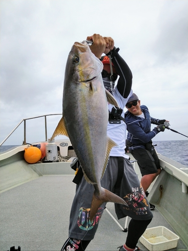 カンパチの釣果