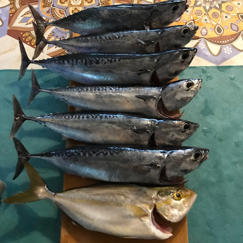 ショゴの釣果