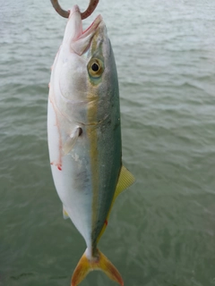 ツバスの釣果