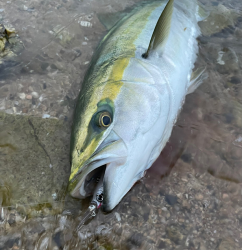 ブリの釣果