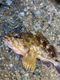 カサゴの釣果