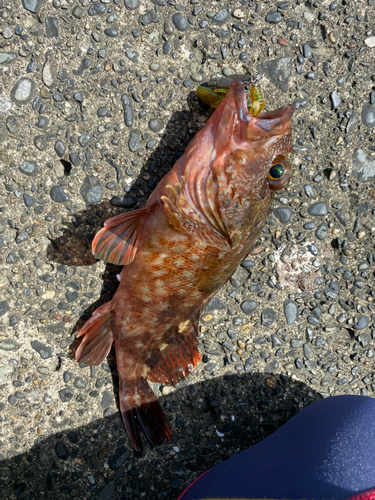 カサゴの釣果