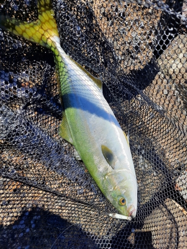 イナダの釣果