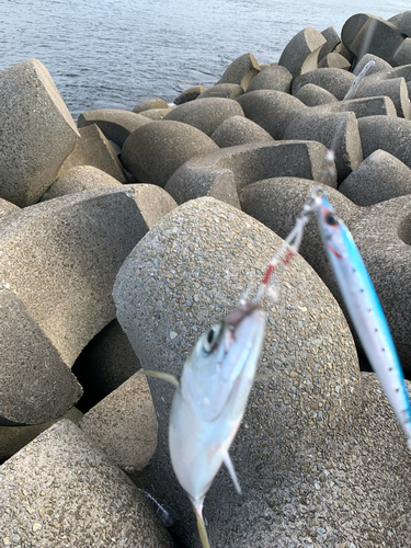 ゴマサバの釣果