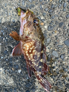 カサゴの釣果