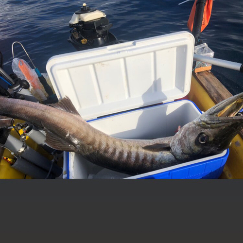 オニカマスの釣果