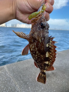 カサゴの釣果