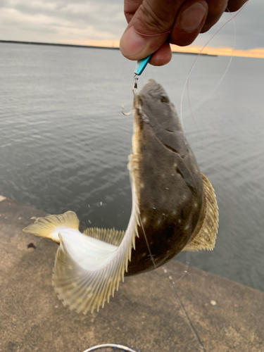 ヒラメの釣果