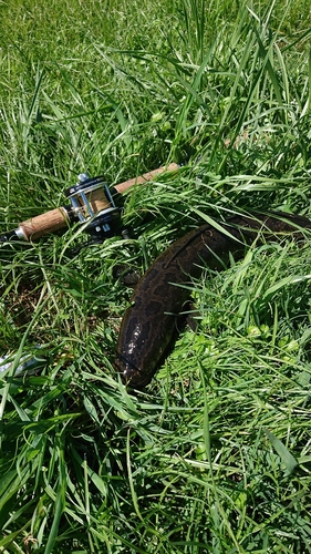 ライギョの釣果