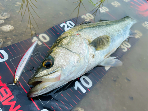 シーバスの釣果