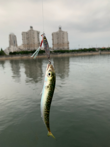 サバの釣果