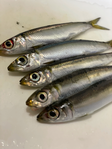 ウルメイワシの釣果