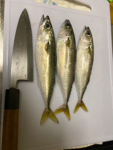 サバの釣果