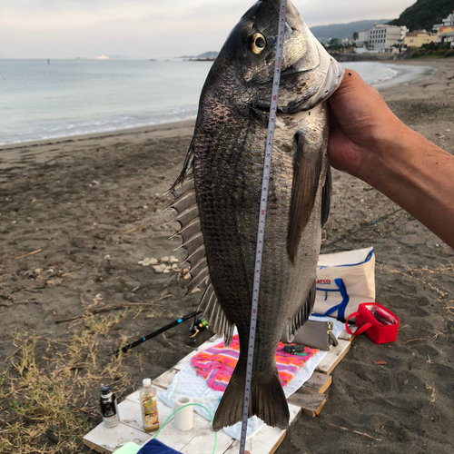 チヌの釣果