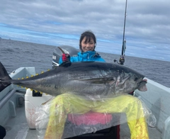 クロマグロの釣果