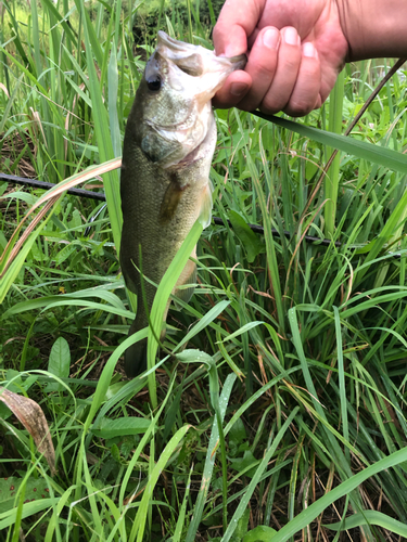 ラージマウスバスの釣果